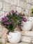 Picture of CROATIA-HVAR. POTTED PURPLE PLANTS IN POTS ON STEPS.
