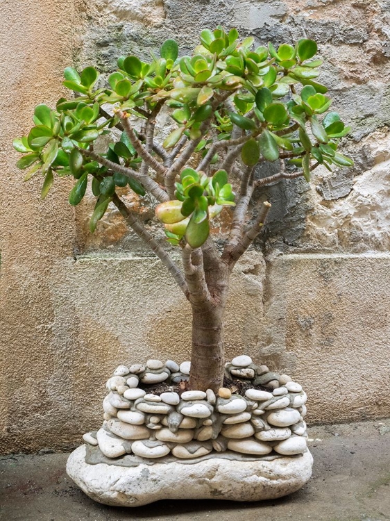 Picture of CROATIA-HVAR. GREEN JADE PLANT IN A ROCK BUILD POT IN THE STREET.