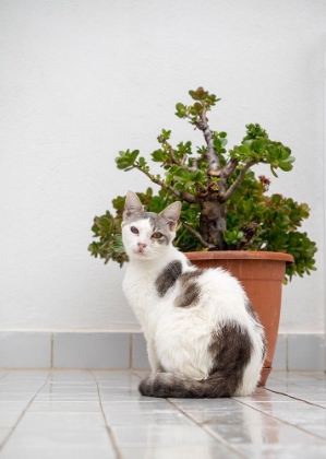 Picture of CROATIA-HVAR. DOMESTIC CAT SITTING BY A POTTED JADE PLANT ALONG THE STREET.