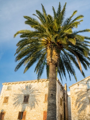 Picture of CROATIA-HVAR. PALM TREES AND SHADOW ALONG THE PROMENADE.