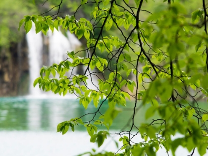 Picture of CROATIA-PLITVICE LAKES NATIONAL PARK. THE PLITVICE LAKES IN THE NATIONAL PARK PLITVICKA JEZERA.