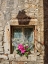Picture of CROATIA-ROVINJ-ISTRIA. COLORFUL BOUQUET OF FLOWERS DECORATE AN OLD WINDOW.