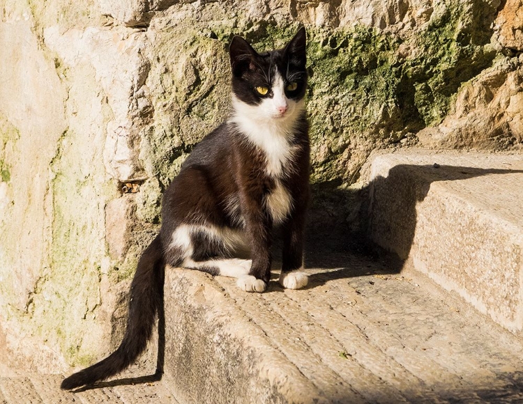 Picture of CROATIA-ROVINJ-ISTRIA. BLACK AND WHITE KITTEN SITTING ON THE STEPS.