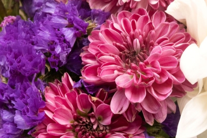 Picture of CLOSE-UP MAGENTA VIOLET