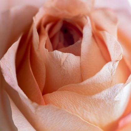 Picture of CLOSE-UP OF ROSE