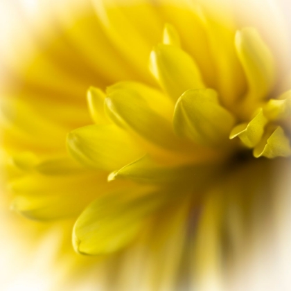 Picture of CLOSE-UP OF YELLOW FLOWER.