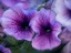 Picture of PURPLE PETUNIAS