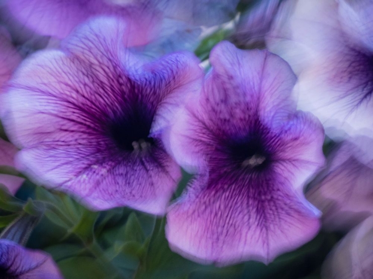 Picture of PURPLE PETUNIAS