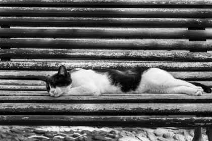Picture of CAT SLEEPING ON BENCH