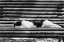 Picture of CAT SLEEPING ON BENCH