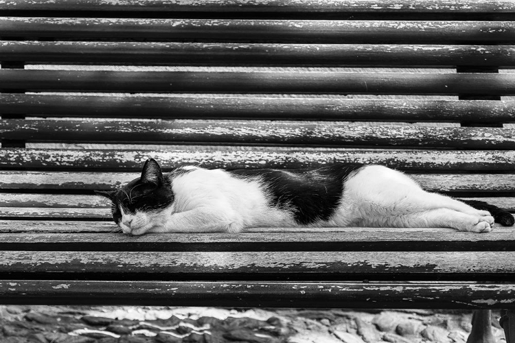 Picture of CAT SLEEPING ON BENCH