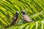 Picture of NODDY BIRD-MOREA-TAHITI.