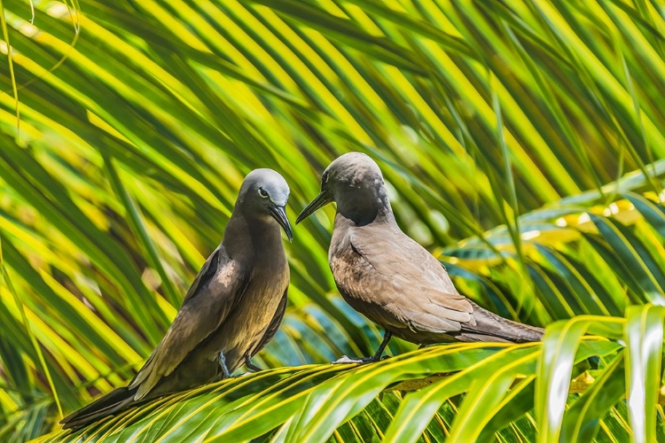 Picture of NODDY BIRD-MOREA-TAHITI.