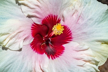 Picture of TROPICAL HIBISCUS FLOWER-MOOREA-TAHITI.
