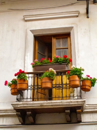 Picture of ECUADOR-QUITO. LA RONDA NEIGHBORHOOD SCENIC OF FLOWER POTS IN WINDOW.