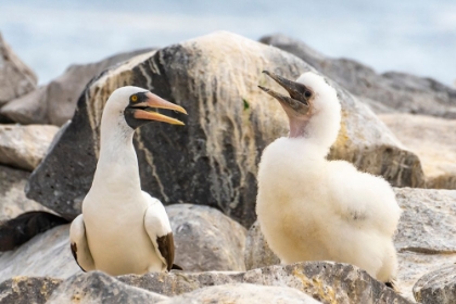 Picture of ECUADOR-GALAPAGOS NATIONAL PARK-ESPANOLA ISLAND. NAZCA BOOBY ADULT AND CHICK.