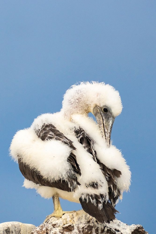 Picture of ECUADOR-GALAPAGOS NATIONAL PARK-ESPANOLA ISLAND. NAZCA BOOBY CHICK PREENING.