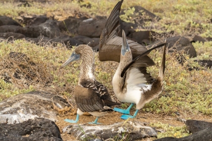 Picture of ECUADOR-GALAPAGOS NATIONAL PARK-ISLA LOBOS. BLUE-FOOTED BOOBY PAIR COURTSHIP.