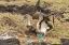 Picture of ECUADOR-GALAPAGOS NATIONAL PARK-ISLA LOBOS. BLUE-FOOTED BOOBY PAIR COURTSHIP.