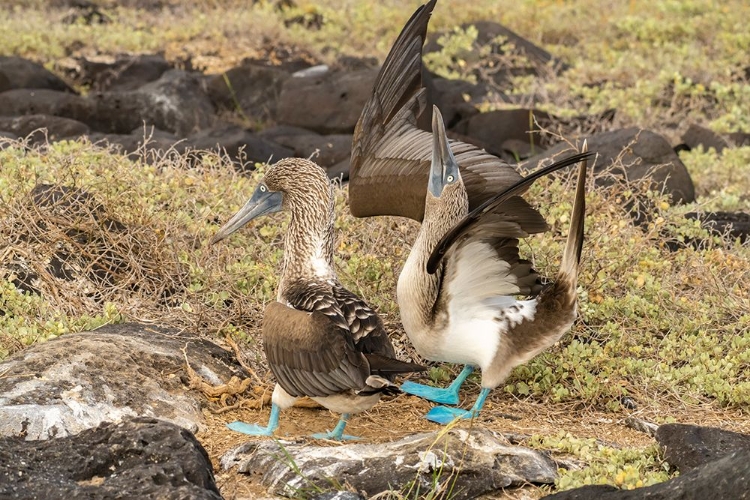 Picture of ECUADOR-GALAPAGOS NATIONAL PARK-ISLA LOBOS. BLUE-FOOTED BOOBY PAIR COURTSHIP.