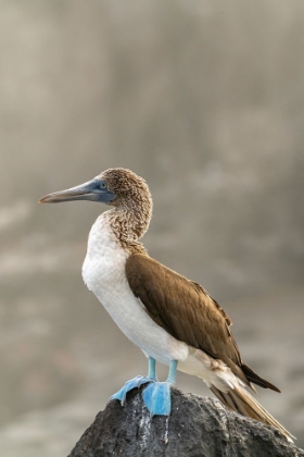 Picture of ECUADOR-GALAPAGOS NATIONAL PARK-ISLA LOBOS. BLUE-FOOTED BOOBY ON ROCK.