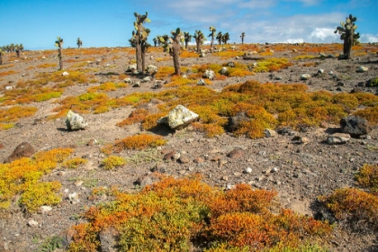 Picture of ECUADOR-GALAPAGOS NATIONAL PARK-SOUTH PLAZA ISLAND. LANDSCAPE WITH CACTUS AND PORTULACA PLANTS.
