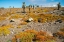 Picture of ECUADOR-GALAPAGOS NATIONAL PARK-SOUTH PLAZA ISLAND. LANDSCAPE WITH CACTUS AND PORTULACA PLANTS.