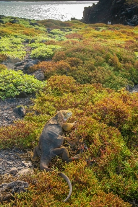 Picture of ECUADOR-GALAPAGOS NATIONAL PARK-SOUTH PLAZA ISLAND. LAND IGUANA IN PORTULACA PLANTS.
