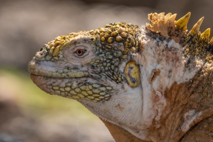 Picture of ECUADOR-GALAPAGOS NATIONAL PARK-SOUTH PLAZA ISLAND. LAND IGUANA HEAD CLOSE-UP.