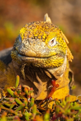 Picture of ECUADOR-GALAPAGOS NATIONAL PARK-SOUTH PLAZA ISLAND. LAND IGUANA CLOSE-UP.