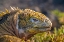 Picture of ECUADOR-GALAPAGOS NATIONAL PARK-SOUTH PLAZA ISLAND. LAND IGUANA HEAD CLOSE-UP.