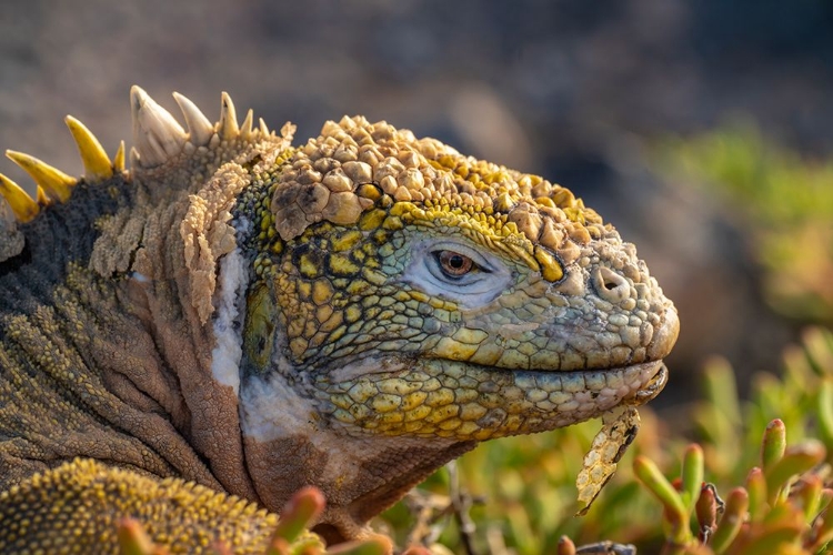 Picture of ECUADOR-GALAPAGOS NATIONAL PARK-SOUTH PLAZA ISLAND. LAND IGUANA HEAD CLOSE-UP.