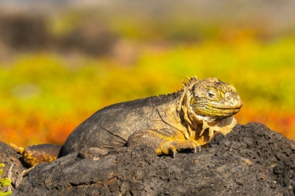 Picture of ECUADOR-GALAPAGOS NATIONAL PARK-SOUTH PLAZA ISLAND. SHEDDING LAND IGUANA CLOSE-UP.