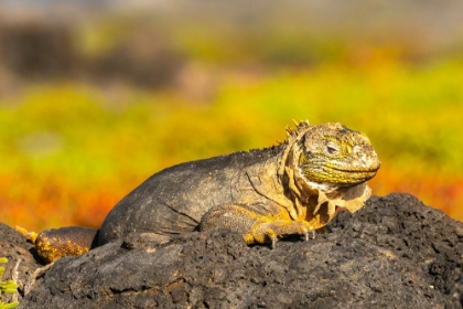 Picture of ECUADOR-GALAPAGOS NATIONAL PARK-SOUTH PLAZA ISLAND. SHEDDING LAND IGUANA CLOSE-UP.