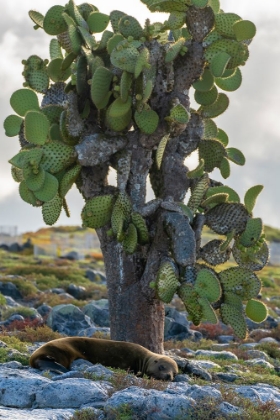 Picture of ECUADOR-GALAPAGOS NATIONAL PARK-SOUTH PLAZA ISLAND. SEA LION RESTING BESIDE CACTUS.