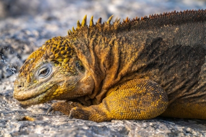 Picture of ECUADOR-GALAPAGOS NATIONAL PARK-SOUTH PLAZA ISLAND. LAND IGUANA SQUIRTING SALT THROUGH NOSTRILS.