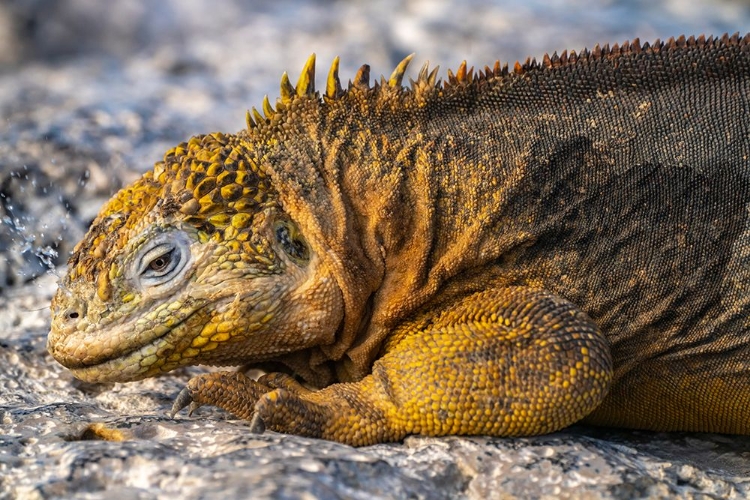 Picture of ECUADOR-GALAPAGOS NATIONAL PARK-SOUTH PLAZA ISLAND. LAND IGUANA SQUIRTING SALT THROUGH NOSTRILS.