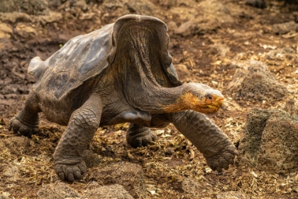 Picture of ECUADOR-GALAPAGOS NATIONAL PARK-SANTA CRUZ ISLAND. GIANT TORTOISE WALKING.