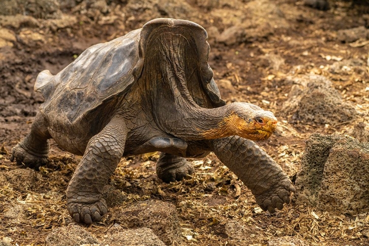 Picture of ECUADOR-GALAPAGOS NATIONAL PARK-SANTA CRUZ ISLAND. GIANT TORTOISE WALKING.