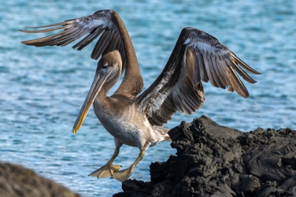 Picture of ECUADOR-GALAPAGOS NATIONAL PARK-SANTIAGO ISLAND. BROWN PELICAN JUMPING FROM ROCK TO ROCK.