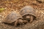 Picture of ECUADOR-GALAPAGOS NATIONAL PARK-SANTA CRUZ ISLAND. GIANT TORTOISE YOUNG.