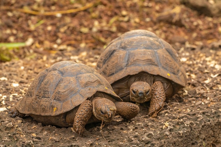 Picture of ECUADOR-GALAPAGOS NATIONAL PARK-SANTA CRUZ ISLAND. GIANT TORTOISE YOUNG.