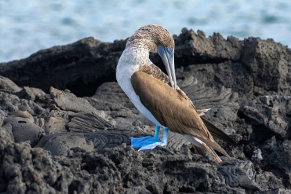 Picture of ECUADOR-GALAPAGOS NATIONAL PARK-SANTIAGO ISLAND. BLUE-FOOTED BOOBY PREENING ON VOLCANIC ROCK.