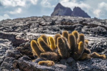 Picture of ECUADOR-GALAPAGOS NATIONAL PARK-SANTIAGO ISLAND. LAVA CACTUS AMONG LAVA ROCKS.