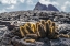 Picture of ECUADOR-GALAPAGOS NATIONAL PARK-SANTIAGO ISLAND. LAVA CACTUS AMONG LAVA ROCKS.