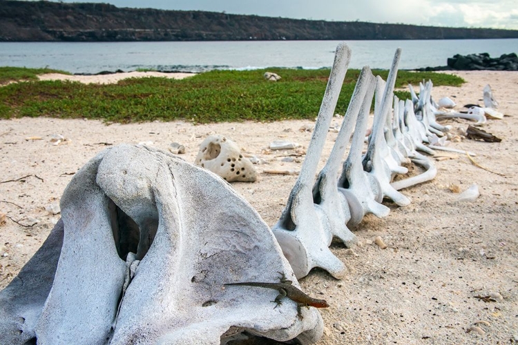 Picture of ECUADOR-GALAPAGOS NATIONAL PARK-MOSQUERA ISLAND. WHALE SKELETON ON BEACH.