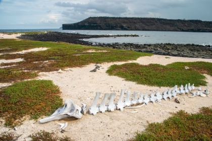 Picture of ECUADOR-GALAPAGOS NATIONAL PARK-MOSQUERA ISLAND. WHALE SKELETON ON BEACH.