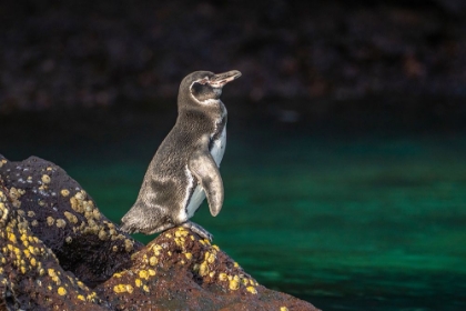 Picture of ECUADOR-GALAPAGOS NATIONAL PARK-BARTOLOME ISLAND. GALAPAGOS PENGUIN CLOSE-UP.