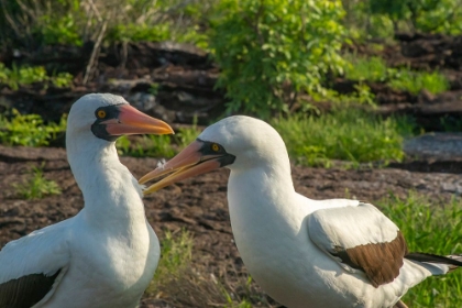 Picture of ECUADOR-GALAPAGOS NATIONAL PARK-GENOVESA ISLAND. NAZCA BOOBIES PREENING EACH OTHER.