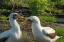 Picture of ECUADOR-GALAPAGOS NATIONAL PARK-GENOVESA ISLAND. NAZCA BOOBIES PREENING EACH OTHER.